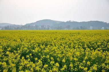 满目金黄香百里，一方春色醉千山——武冈万亩油菜花竞相绽放，“醉”美花海待君来(图3)