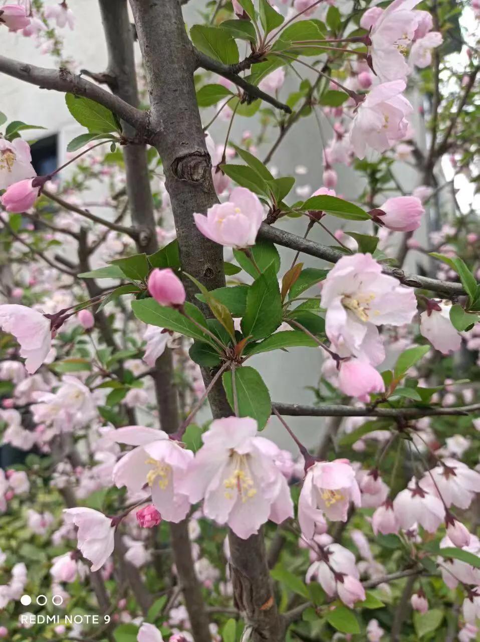 诗城微山社区抗疫人夏添