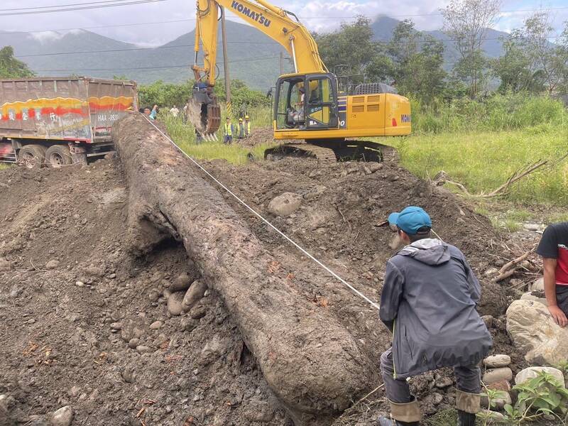 一棵市价逾400万元的百年「鸡油」沦为漂流木，被山老鼠相中挖回家藏土里。（民众提供）